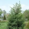Jeneverbes (Juniperus Communis 'Hibernica') -DIRECTPLANT Winkel juchiber 7 1