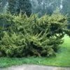 Jeneverbes (Juniperus Chinensis 'Plumosa Aurea') -DIRECTPLANT Winkel jucpaure 1 1
