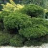 Jeneverbes (Juniperus Media 'Mint Julep') -DIRECTPLANT Winkel jummjule 7