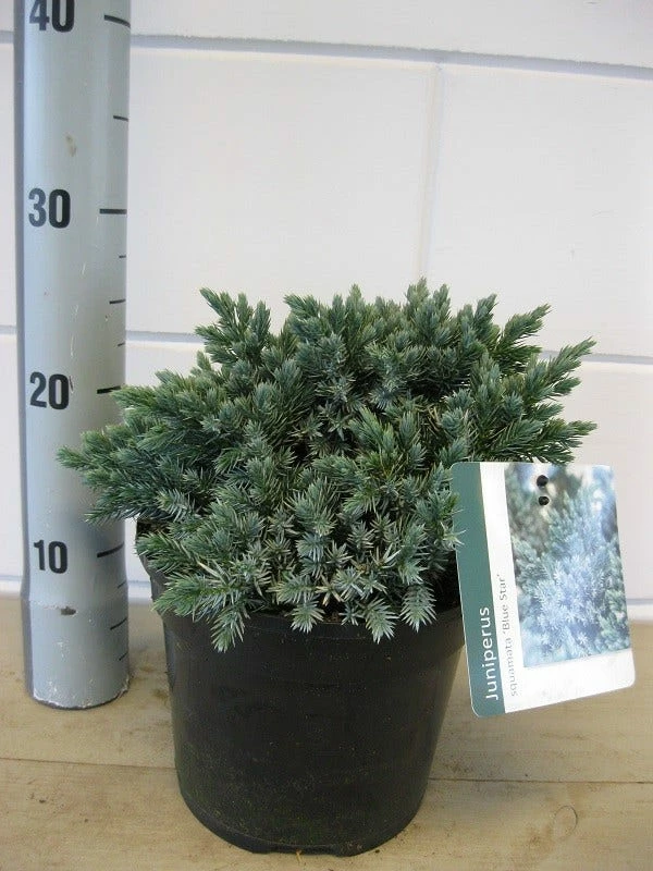 Jeneverbes (Juniperus Squamata 'Blue Star') 7 Jeneverbes (Juniperus Squamata 'Blue Star') - Afbeelding 5