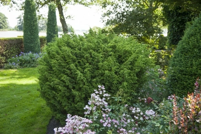 Jeneverbes (Juniperus Chinensis 'Blaauw') 4 Jeneverbes (Juniperus Chinensis 'Blaauw') - Afbeelding 2