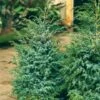 Jeneverbes (Juniperus Chinensis 'Blue Alps') -DIRECTPLANT Winkel juniperus chinensis blue alps 1