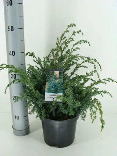 Jeneverbes (Juniperus Chinensis 'Blue Alps') 4 Jeneverbes (Juniperus Chinensis 'Blue Alps') - Afbeelding 2