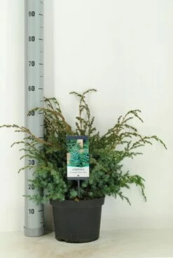 Jeneverbes (Juniperus Chinensis 'Blue Alps') 7 Jeneverbes (Juniperus Chinensis 'Blue Alps') -DIRECTPLANT Winkel juniperus chinensis blue alps c5 m