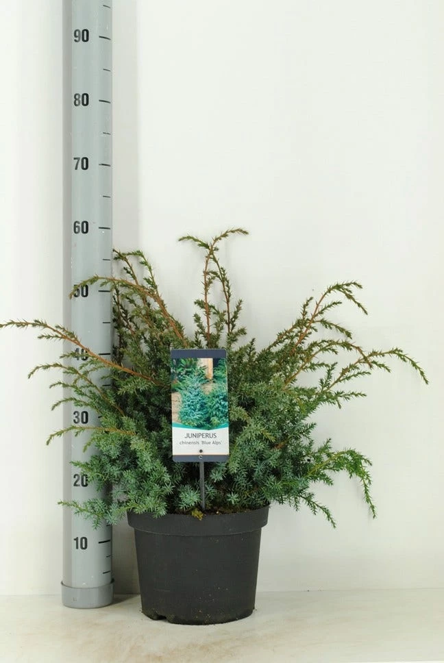 Jeneverbes (Juniperus Chinensis 'Blue Alps') 5 Jeneverbes (Juniperus Chinensis 'Blue Alps') - Afbeelding 3