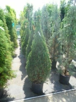 Jeneverbes (Juniperus Chinensis 'Stricta') -DIRECTPLANT Winkel juniperus chinensis stricta 100 125 150 1