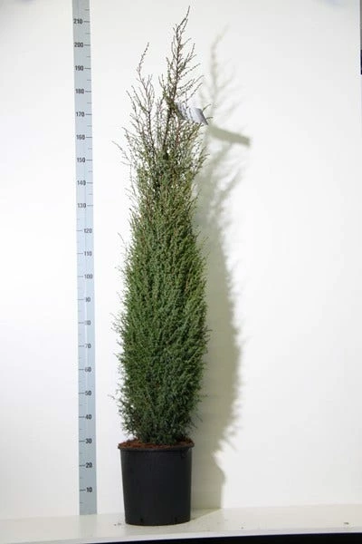 Jeneverbes (Juniperus Communis 'Hibernica') 8 Jeneverbes (Juniperus Communis 'Hibernica') - Afbeelding 6