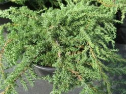Jeneverbes (Juniperus Communis 'Green Carpet') 8 Jeneverbes (Juniperus Communis 'Green Carpet') -DIRECTPLANT Winkel juniperus communis green carpet 1 1