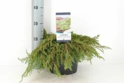 Jeneverbes (Juniperus Communis 'Green Carpet') 10 Jeneverbes (Juniperus Communis 'Green Carpet') -DIRECTPLANT Winkel juniperus communis green carpet c5 m 1