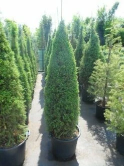 Jeneverbes (Juniperus Communis 'Hibernica') 17 Jeneverbes (Juniperus Communis 'Hibernica') -DIRECTPLANT Winkel juniperus communis hibernica 150 175 1