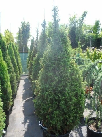 Jeneverbes (Juniperus Communis 'Hibernica') 10 Jeneverbes (Juniperus Communis 'Hibernica') - Afbeelding 8