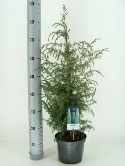 Jeneverbes (Juniperus Communis 'Suecica') 9 Jeneverbes (Juniperus Communis 'Suecica') -DIRECTPLANT Winkel juniperus communis suecica c3 m