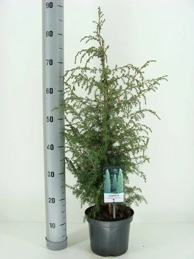 Jeneverbes (Juniperus Communis 'Suecica') 5 Jeneverbes (Juniperus Communis 'Suecica') - Afbeelding 3
