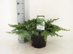 Kustjeneverbes (Juniperus Conferta 'Schlager' (Blue Pacific)) -DIRECTPLANT Winkel juniperus conferta schlager c3 m