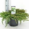 Kustjeneverbes (Juniperus Conferta 'Schlager' (Blue Pacific)) -DIRECTPLANT Winkel juniperus conferta schlager c5 m