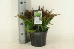 Jeneverbes (Juniperus Horizontalis 'Andorra Compact') -DIRECTPLANT Winkel juniperus hor. andorra compact winter c3 m