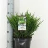 Jeneverbes (Juniperus Horizontalis 'Andorra Compact') -DIRECTPLANT Winkel juniperus hor. andorra compact zomer c3 m