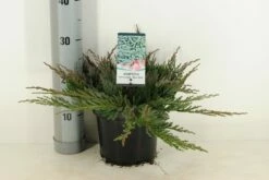 Jeneverbes (Juniperus Horizontalis 'Blue Chip') -DIRECTPLANT Winkel juniperus hor. blue chip winter c3 m 1