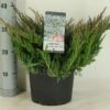Jeneverbes (Juniperus Horizontalis 'Blue Chip') -DIRECTPLANT Winkel juniperus hor. blue chip winterc5 m