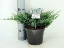 Jeneverbes (Juniperus Horizontalis 'Blue Chip') -DIRECTPLANT Winkel juniperus hor. blue chip zomer c3 m 1