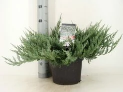 Jeneverbes (Juniperus Horizontalis 'Blue Chip') -DIRECTPLANT Winkel juniperus hor. blue chip zomer c5 m