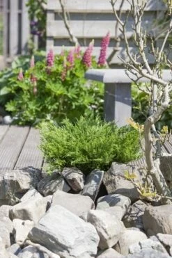 Jeneverbes (Juniperus Horizontalis 'Andorra Compact') -DIRECTPLANT Winkel juniperus horizontalis andorra compact