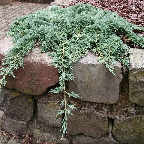 Jeneverbes (Juniperus Horizontalis 'Icee Blue') 6 Jeneverbes (Juniperus Horizontalis 'Icee Blue') - Afbeelding 4