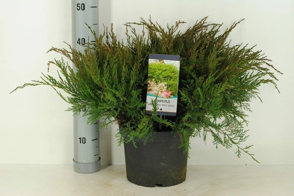 Jeneverbes (Juniperus Media 'Mint Julep') 5 Jeneverbes (Juniperus Media 'Mint Julep') - Afbeelding 3