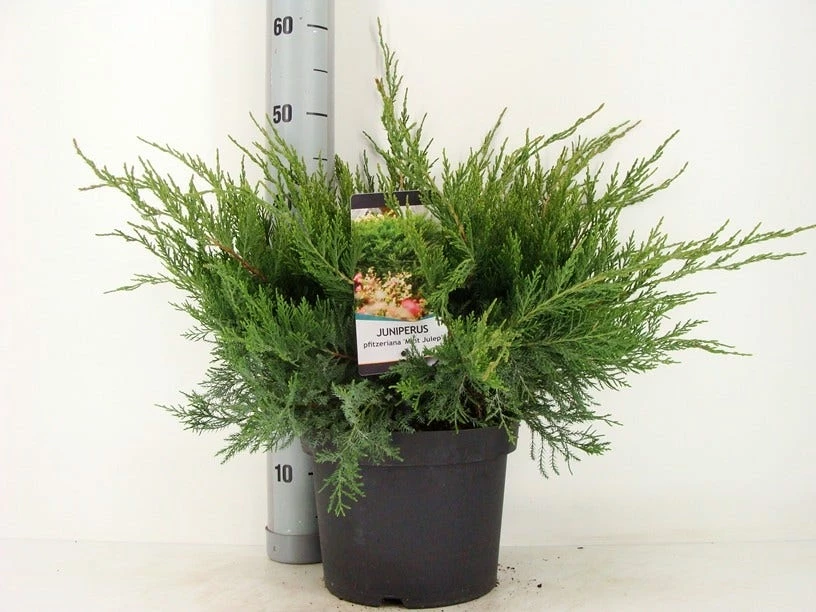 Jeneverbes (Juniperus Media 'Mint Julep') 4 Jeneverbes (Juniperus Media 'Mint Julep') - Afbeelding 2