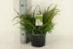 Jeneverbes (Juniperus Media 'Mint Julep') 10 Jeneverbes (Juniperus Media 'Mint Julep') -DIRECTPLANT Winkel juniperus pfitzeriana mint julep c3 m 1