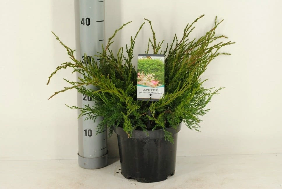 Jeneverbes (Juniperus Media 'Mint Julep') 6 Jeneverbes (Juniperus Media 'Mint Julep') - Afbeelding 4
