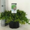 Jeneverbes (Juniperus Procumbens 'Nana') -DIRECTPLANT Winkel juniperus procumbens nana c3 m