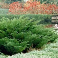 Sevenboom (Juniperus Sabina) 7 Sevenboom (Juniperus Sabina) -DIRECTPLANT Winkel juniperus sabina