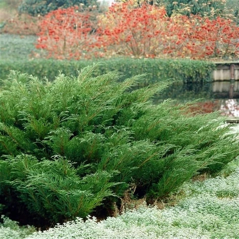 Sevenboom (Juniperus Sabina) 5 Sevenboom (Juniperus Sabina) - Afbeelding 3