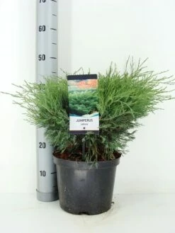 Sevenboom (Juniperus Sabina) 6 Sevenboom (Juniperus Sabina) -DIRECTPLANT Winkel juniperus sabina c5 m