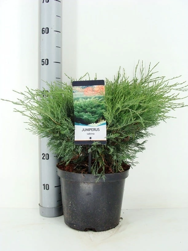 Sevenboom (Juniperus Sabina) 4 Sevenboom (Juniperus Sabina) - Afbeelding 2