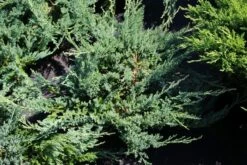 Sevenboom (Juniperus Sabina 'Tamariscifolia') -DIRECTPLANT Winkel juniperus sabina tamariscifolia 1