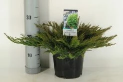 Sevenboom (Juniperus Sabina 'Tamariscifolia') -DIRECTPLANT Winkel juniperus sabina tamariscifolia winter c3 m