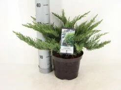Sevenboom (Juniperus Sabina 'Tamariscifolia') -DIRECTPLANT Winkel juniperus sabina tamariscifolia zomer c3 m 1