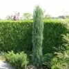 Jeneverbes (Juniperus Scopulorum 'Skyrocket') -DIRECTPLANT Winkel juniperus scopulorum skyrocket 1