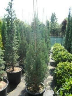 Jeneverbes (Juniperus Scopulorum 'Skyrocket') -DIRECTPLANT Winkel juniperus scopulorum skyrocket 150 175 1