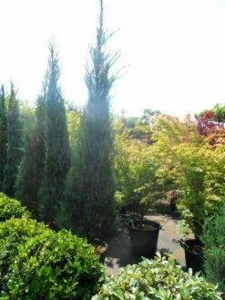 Jeneverbes (Juniperus Scopulorum 'Skyrocket') -DIRECTPLANT Winkel juniperus scopulorum skyrocket 250 300 1