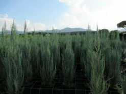 Jeneverbes (Juniperus Scopulorum 'Skyrocket') -DIRECTPLANT Winkel juniperus skyrocket 1