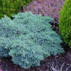 Jeneverbes (Juniperus Squamata 'Blue Star') 15 Jeneverbes (Juniperus Squamata 'Blue Star') -DIRECTPLANT Winkel juniperus squamata blue star 1