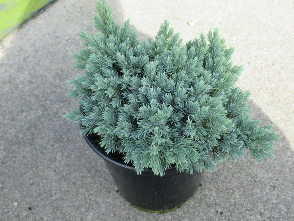 Jeneverbes (Juniperus Squamata 'Blue Star') 5 Jeneverbes (Juniperus Squamata 'Blue Star') - Afbeelding 3