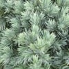 Jeneverbes (Juniperus Squamata 'Blue Star') -DIRECTPLANT Winkel juniperus squamata blue star 2 1