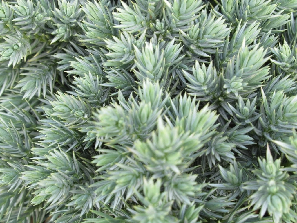 Jeneverbes (Juniperus Squamata 'Blue Star') 3 Jeneverbes (Juniperus Squamata 'Blue Star')