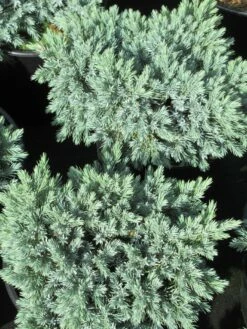 Jeneverbes (Juniperus Squamata 'Blue Star') -DIRECTPLANT Winkel juniperus squamata blue star 3