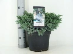 Jeneverbes (Juniperus Squamata 'Blue Star') 14 Jeneverbes (Juniperus Squamata 'Blue Star') -DIRECTPLANT Winkel juniperus squamata blue star c5 m 1
