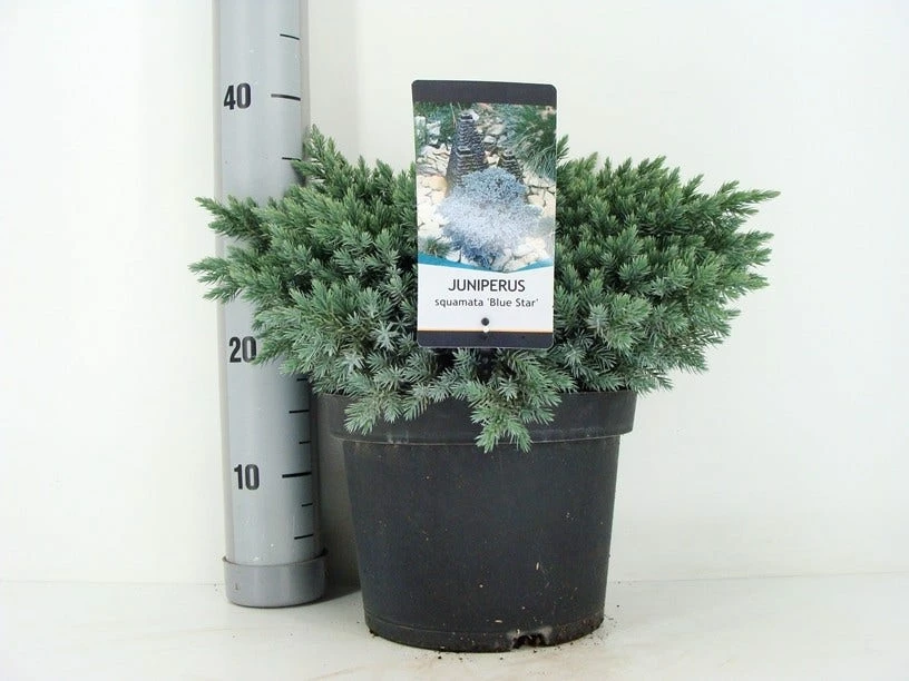 Jeneverbes (Juniperus Squamata 'Blue Star') 8 Jeneverbes (Juniperus Squamata 'Blue Star') - Afbeelding 6